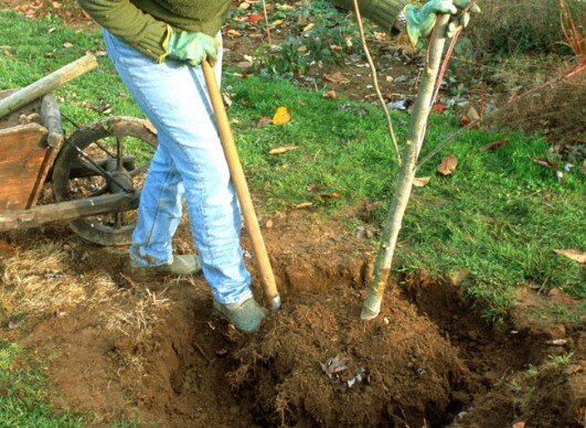 Transplantation d'arbre Bordeaux Libourne saint denis de pile gironde Transplantation d'arbre Bordeaux Libourne saint denis de pile gironde